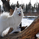 Image for article titled This Is Not a Dog